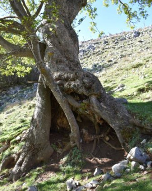 Foto Acero di monte di Acquafridda