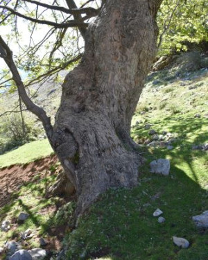 Foto Acero di monte di Acquafridda