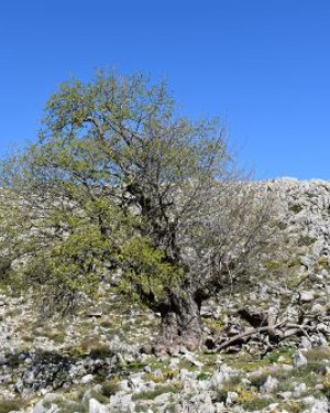 Foto Acero di Monte di Serra Circio n. 7