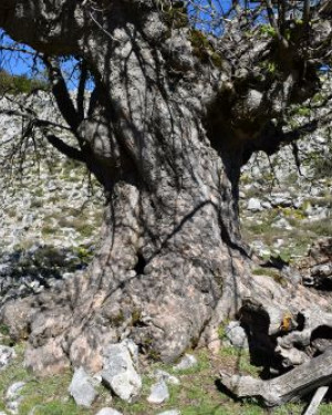 Foto Acero di Monte di Serra Circio n. 7