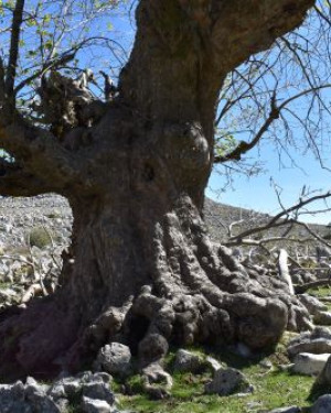 Foto Acero di Monte di Serra Circio n. 7