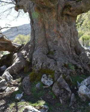 Foto Acero di Monte di Serra Circio n. 7