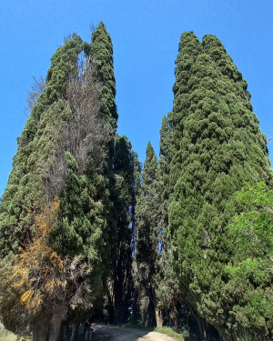 Foto Cipressi di Villa Geggiano