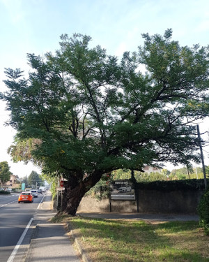 Foto Robinia di Sabbioncello