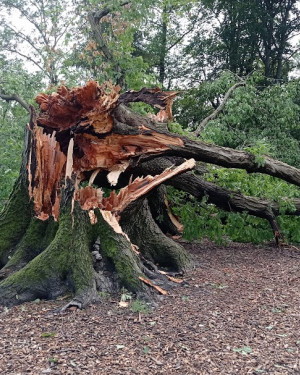 Foto Quercia scarlatta dei giardini Reali