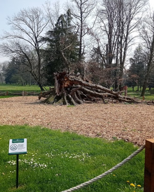 Foto Quercia scarlatta dei giardini Reali