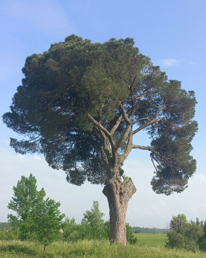 Foto Il pino di Pianella