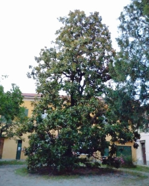 Foto Magnolia di Villa Biraga