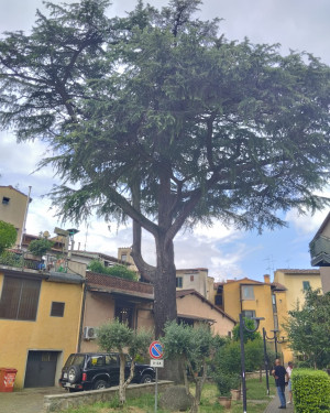 Foto Cedro della Rufina