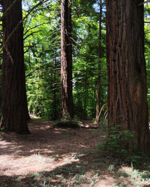 Foto Le Sequoie di Pomino