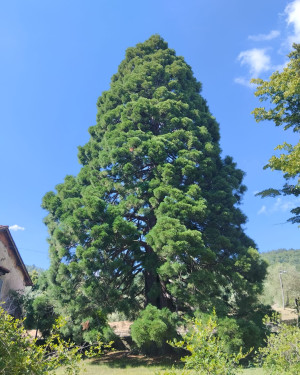 Foto La sequoia di Petrognano