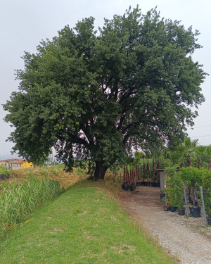 Foto Quercia di Spedalino Asnelli