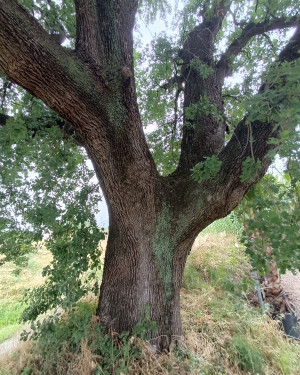 Foto Quercia di Spedalino Asnelli