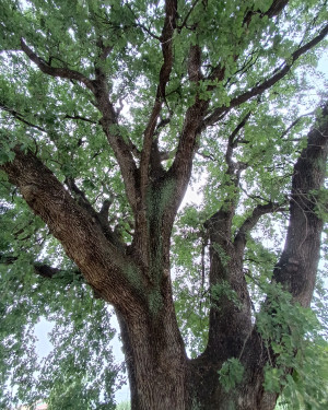 Foto Quercia di Spedalino Asnelli