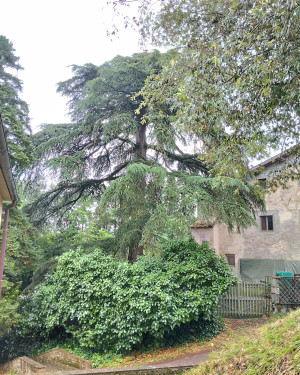 Foto Il Cedro di Lucardo