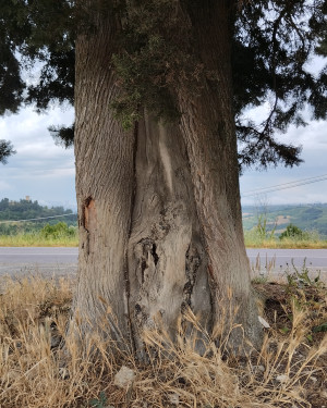 Foto La cipressa di via Lucardese