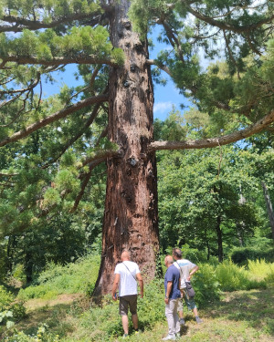 Foto La sequoia della Villa di Bivigliano