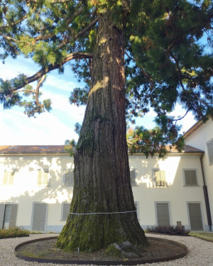 Foto Sequoia di Villa Cornaggia