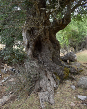 Foto Acero campestre