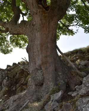 Foto Acero di monte di Frattasella 1