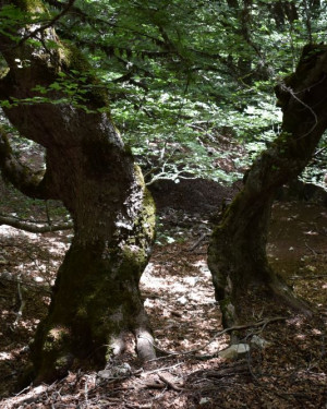 Foto Acero di monte spaccato di Frattasella