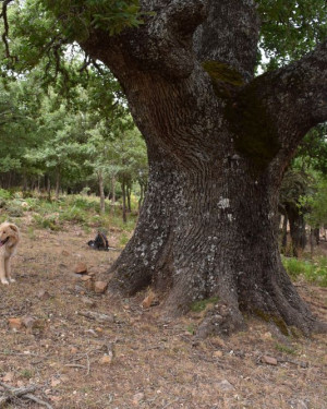 Foto Quercia di Frattasella