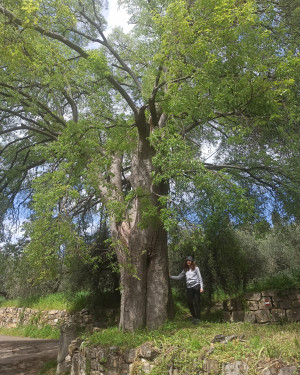 Foto Il Bagolaro di Terenzano