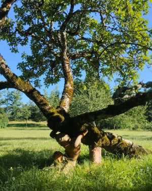 Foto Il Melo sdraiato