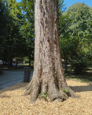 Foto Ginkgo del Parco Sola Cabiati