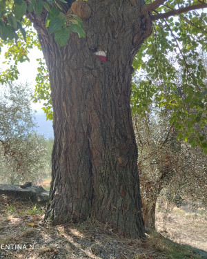 Foto Il Gelso di Terenzano