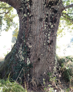 Foto Il Cerro del Poggione