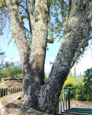 Foto Il Mandorlo della Bracuccia