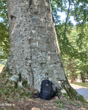 Foto Il grande Faggio della Foresta Acquerino