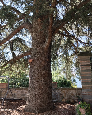 Foto Il Cedro di bisciano