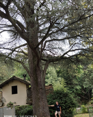 Foto Il cedro di Portico