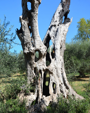 Foto l’Olivone di Fibbianello