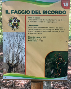 Foto Faggio  "Del ricordo"