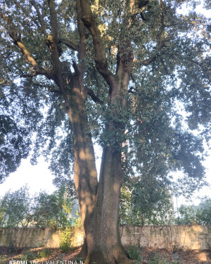 Foto Il leccio di Palazzuolo