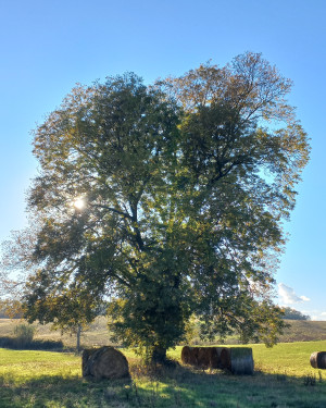 Foto Il pecan più bello della Toscana