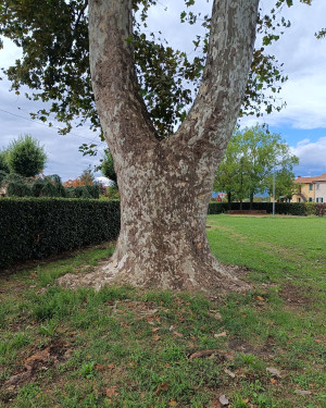 Foto Platano di Piuvica