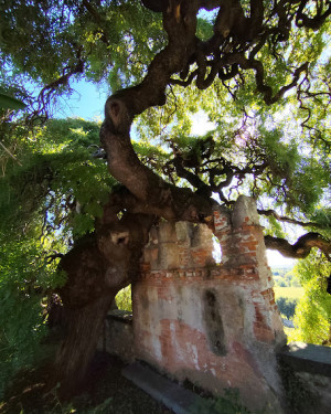 Foto Sofora del castello di Bornato