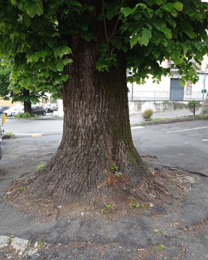 Foto Grande Tiglio dell'Addolorata