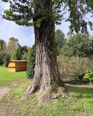 Foto Ginkgo di Villa Rosa