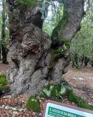 Foto Leccio Sa Menta 2