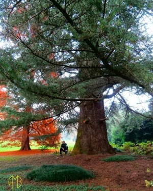 Foto Deodara maggiore di Villa Sommi Picenardi