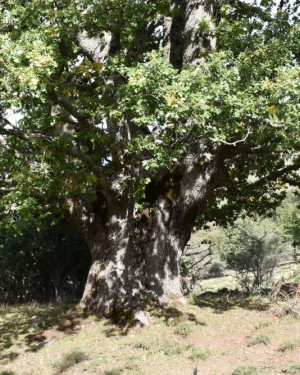 Foto Quercia castagnara