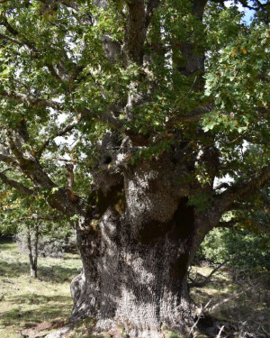 Foto Quercia castagnara