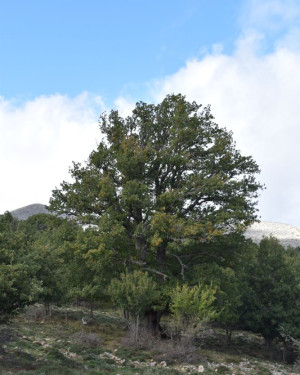 Foto Quercia castagnara