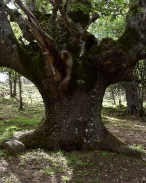 Foto Quercia