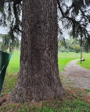 Foto Cedro del parco Piramidi